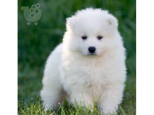 PoulaTo: Samoyed κουτάβια με FCI χαρτιά! τέλειο σκυλί φρουράς